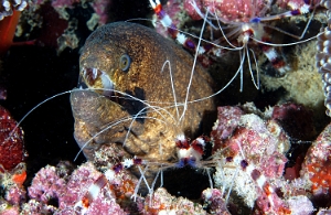 Maldives 2021 - Murene masquee - Masked moray - Gymnothorax breedeni - DSC00380_rc